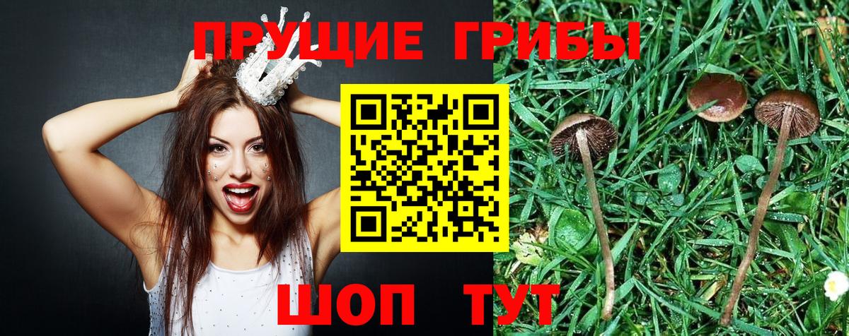 Галлюциногенные грибы Cubensis  Вход с VPN  Алексеевка  Галлюциногенные грибы прущие грибы 